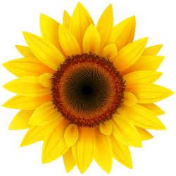 Super Sunflowers (4-5)